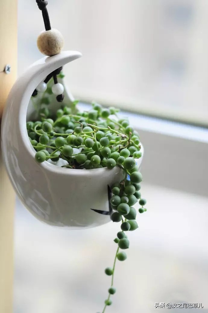 多肉佛珠可以放卧室吗,多肉佛珠可以放在鱼缸里吗