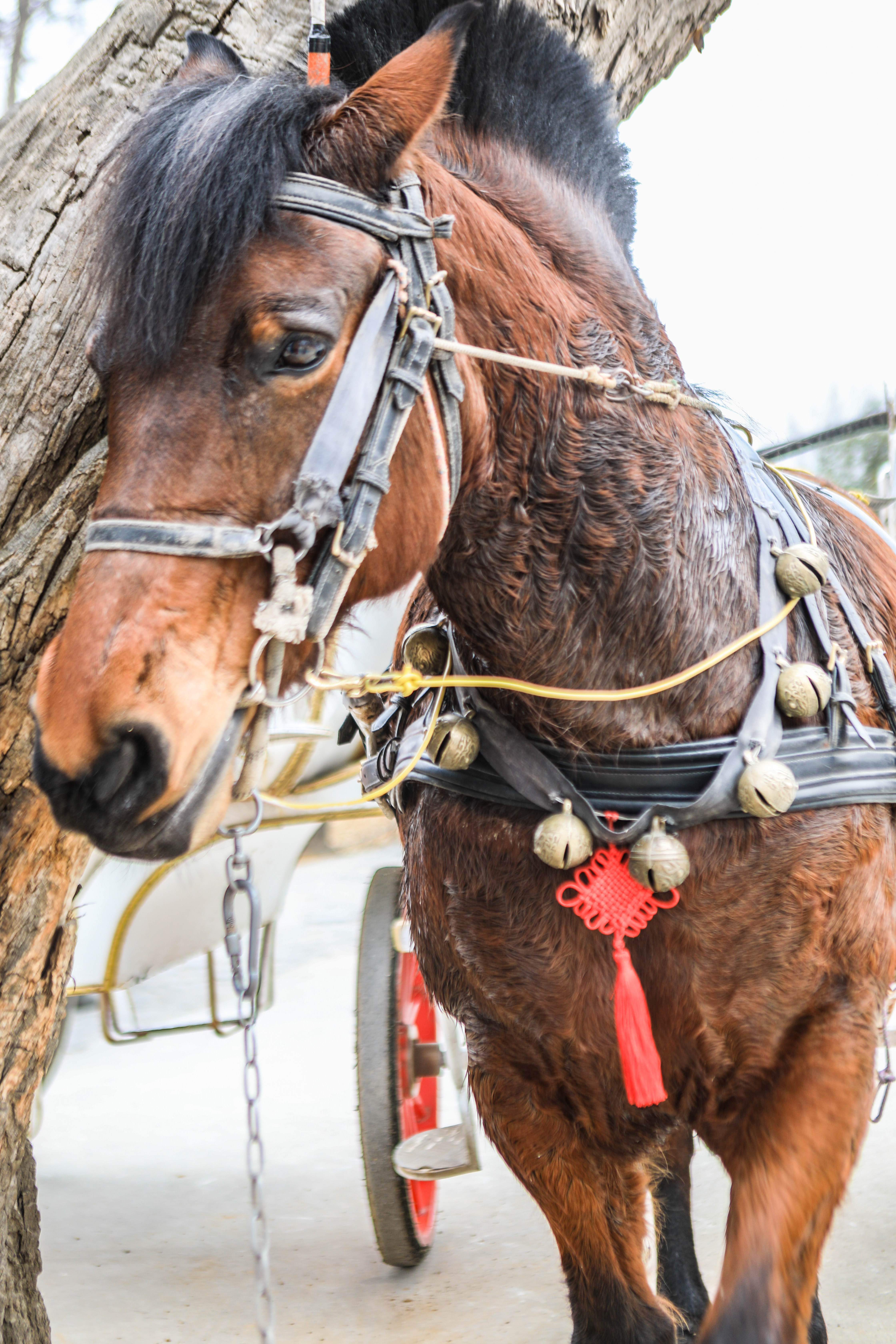这是西北首个野生动物园，实测喂老虎是一种怎样感受！刺激