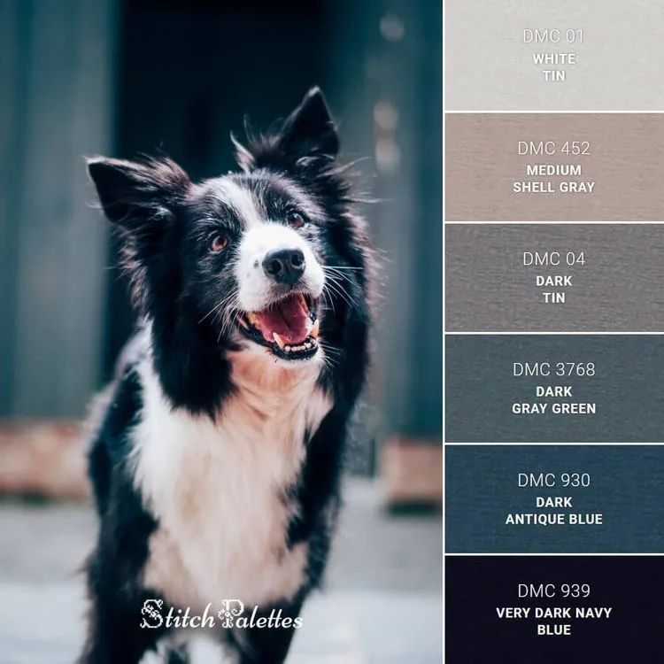 动物配色大全视频,配色的设计灵感