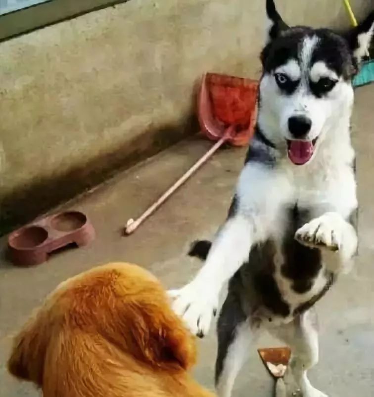 什么狗能打得过二哈,一群狗打二哈吓腿软