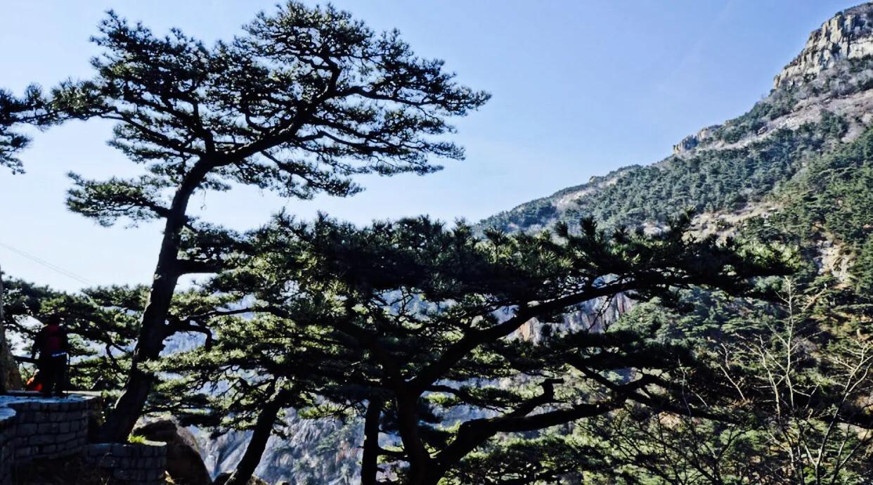 王天中真中（报告文学）