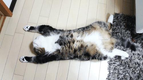 猫咪做噩梦应不应该把它叫醒,猫咪睡觉时千万不要打扰它