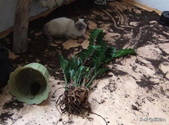 当猫咪调皮捣蛋时，该如何制止它们？