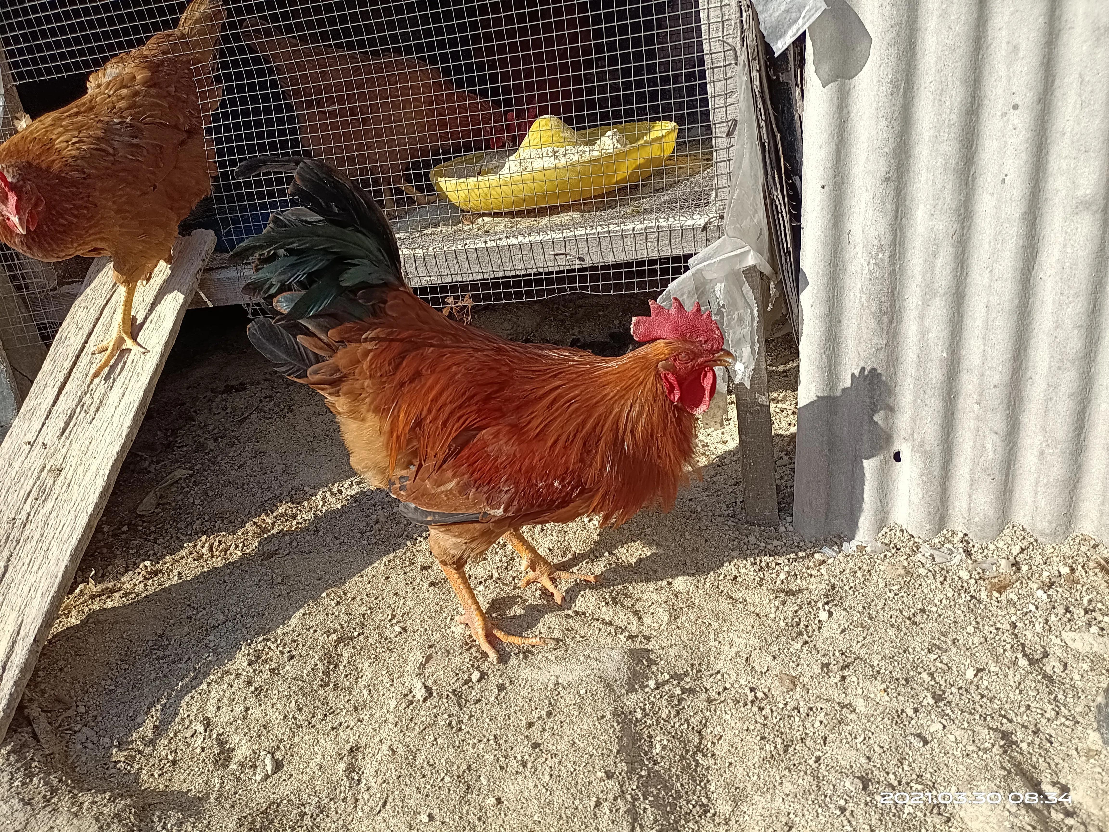 养了几只小鸡长大了怎么办,养了半个月的小鸡还为啥会死