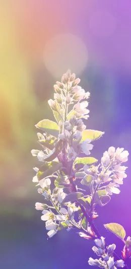 iphone超清壁纸400张,iphone超清壁纸第273期