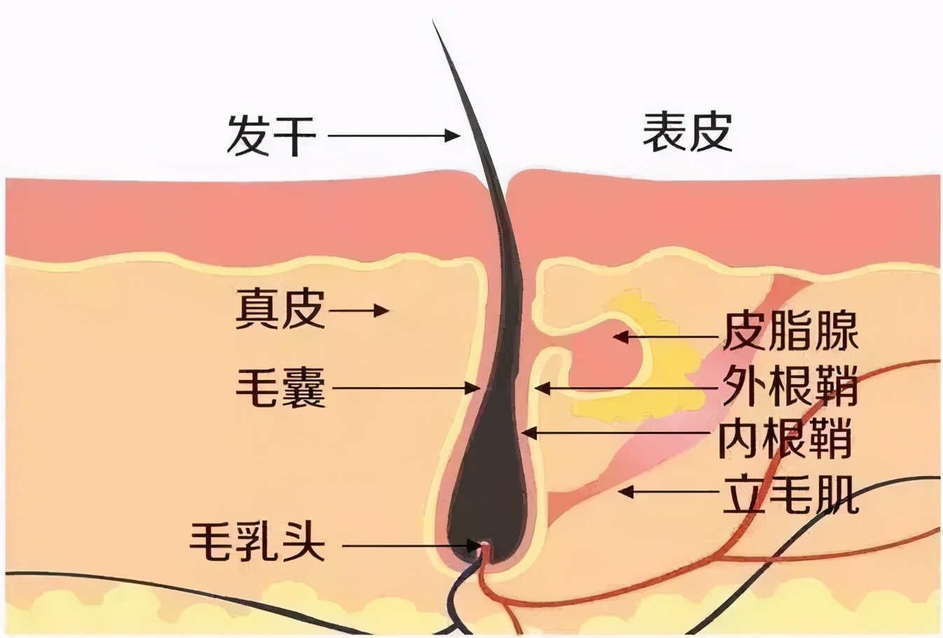 脱毛避免踩坑的事项,女性夏季脱毛7个误区要当心