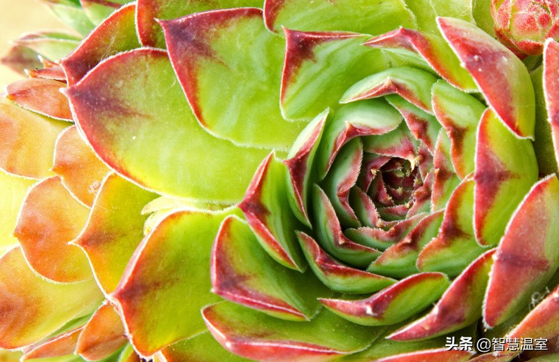 多肉植物的养花心得,多肉植物怎样养新手入门篇