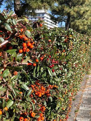 2020鏃ユ湰澶ч槳,澶ч槳浜兘濂堣壇鍏ぉ瀹夋帓