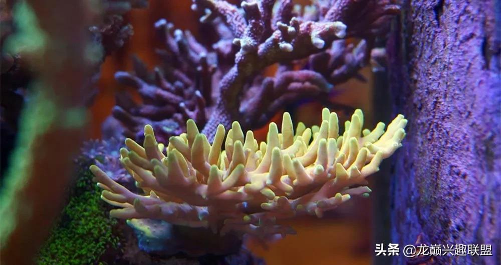 惊cry！90cm海缸竟然饲养77种生物，你敢挑战吗？