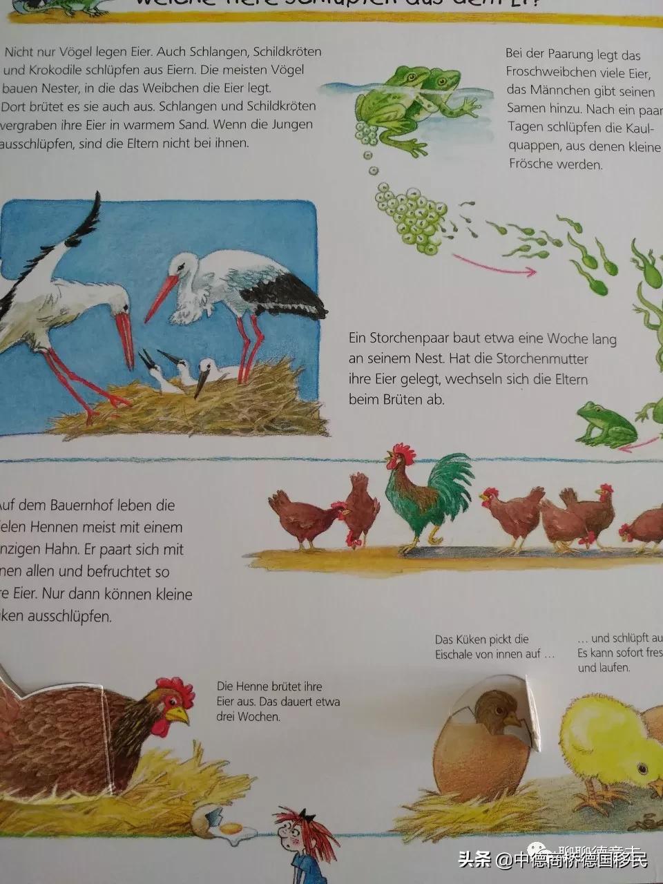 儿童性启蒙教育绘本,德国3-6岁幼儿园教育方法