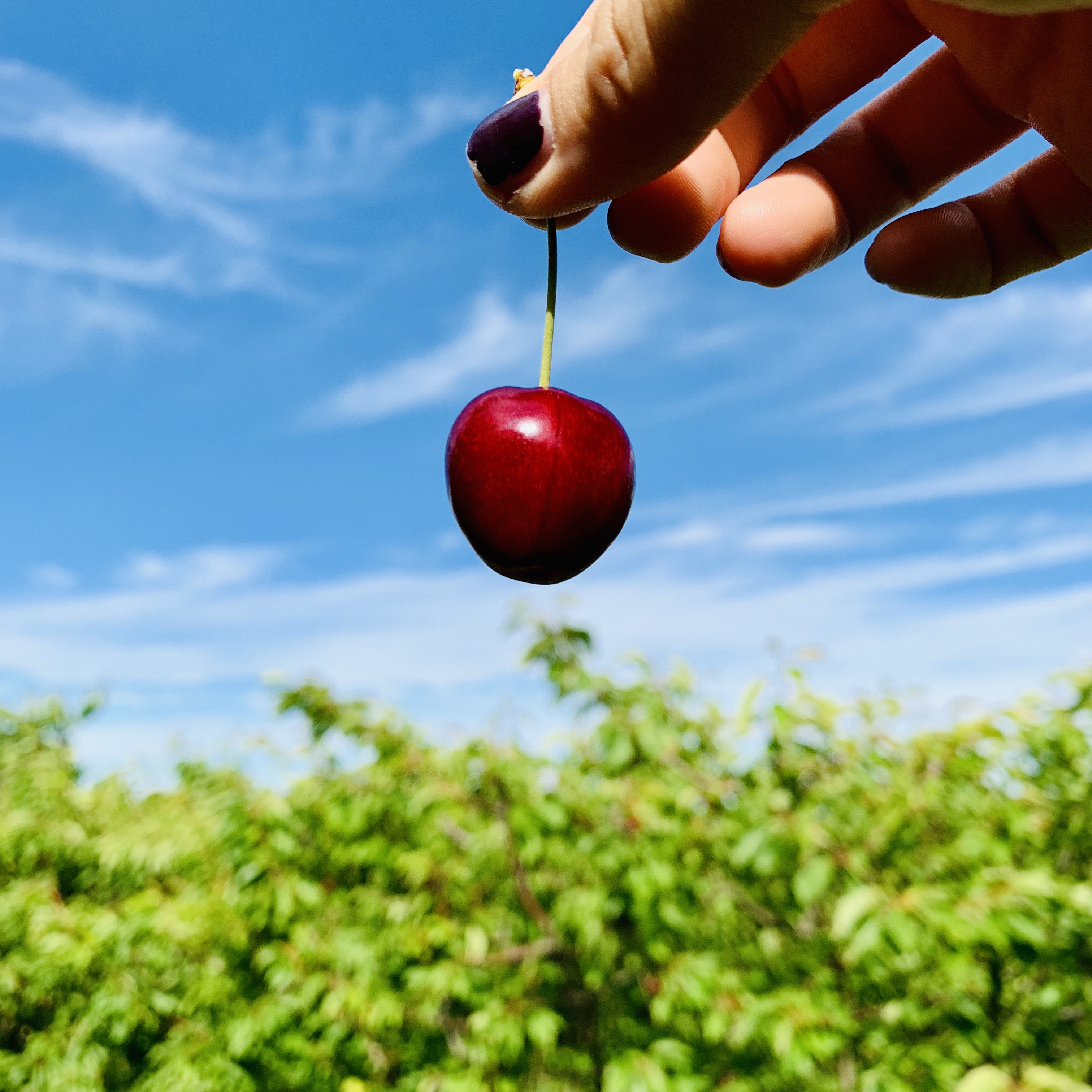 澳洲樱桃采摘,在澳洲采樱桃视频