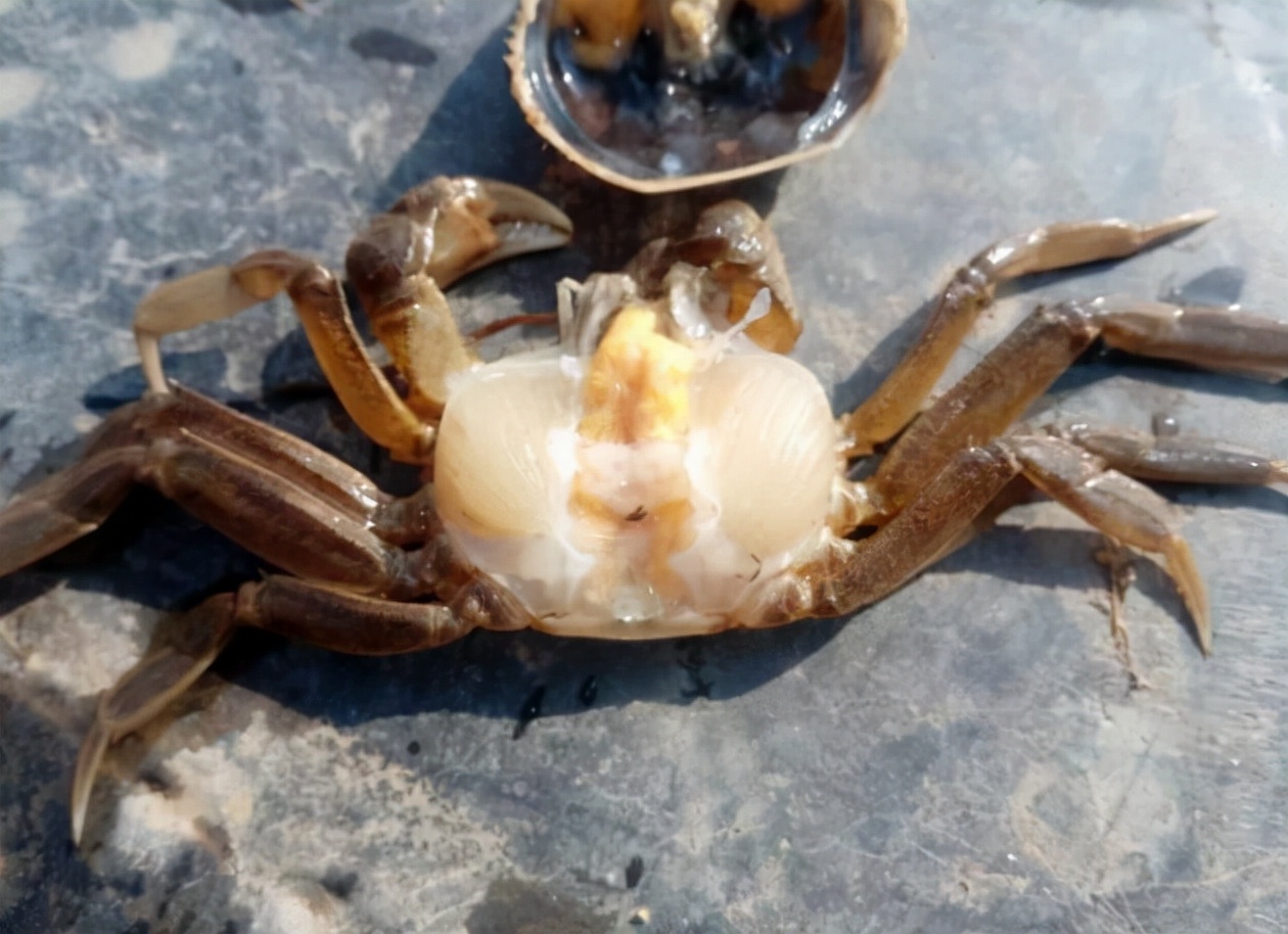 螃蟹疾病是怎么引起的,螃蟹病的症状和治疗