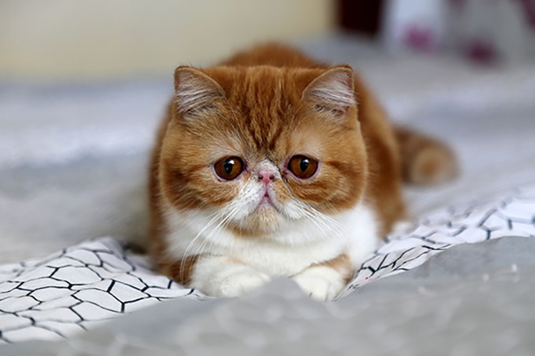 加菲猫如何才能养好它,加菲猫养猫指南