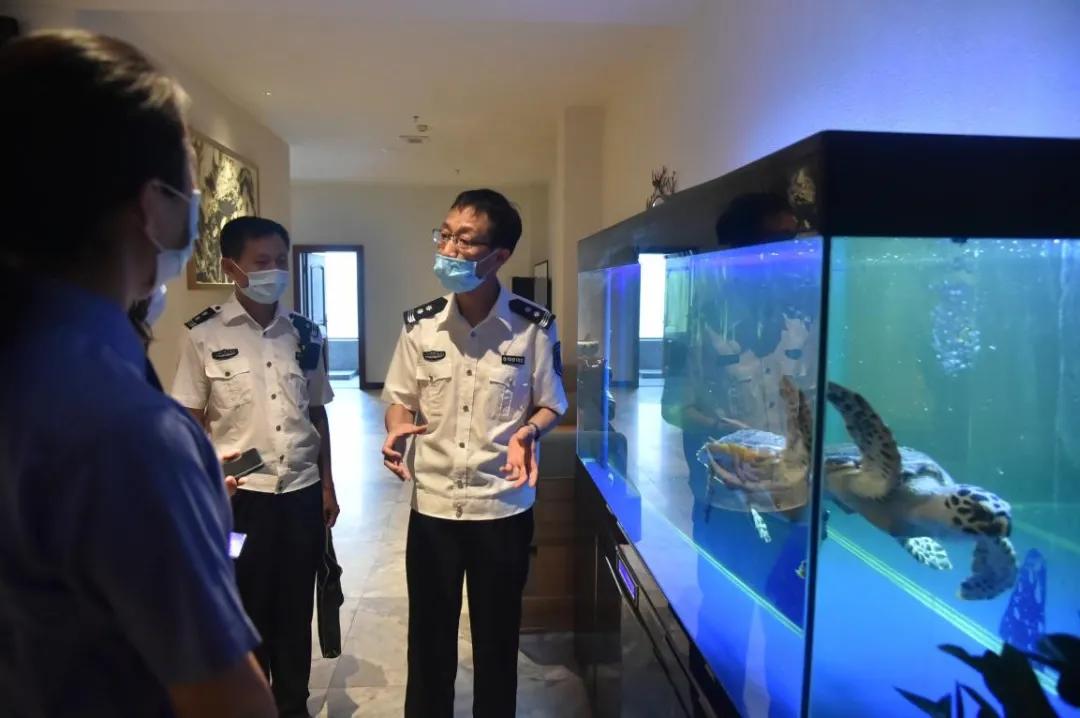 紧急救援！“被拐”极危物种玳瑁“落户”北京