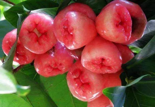 西双版纳这些奇特的水果，作为吃货的你都吃过哪些