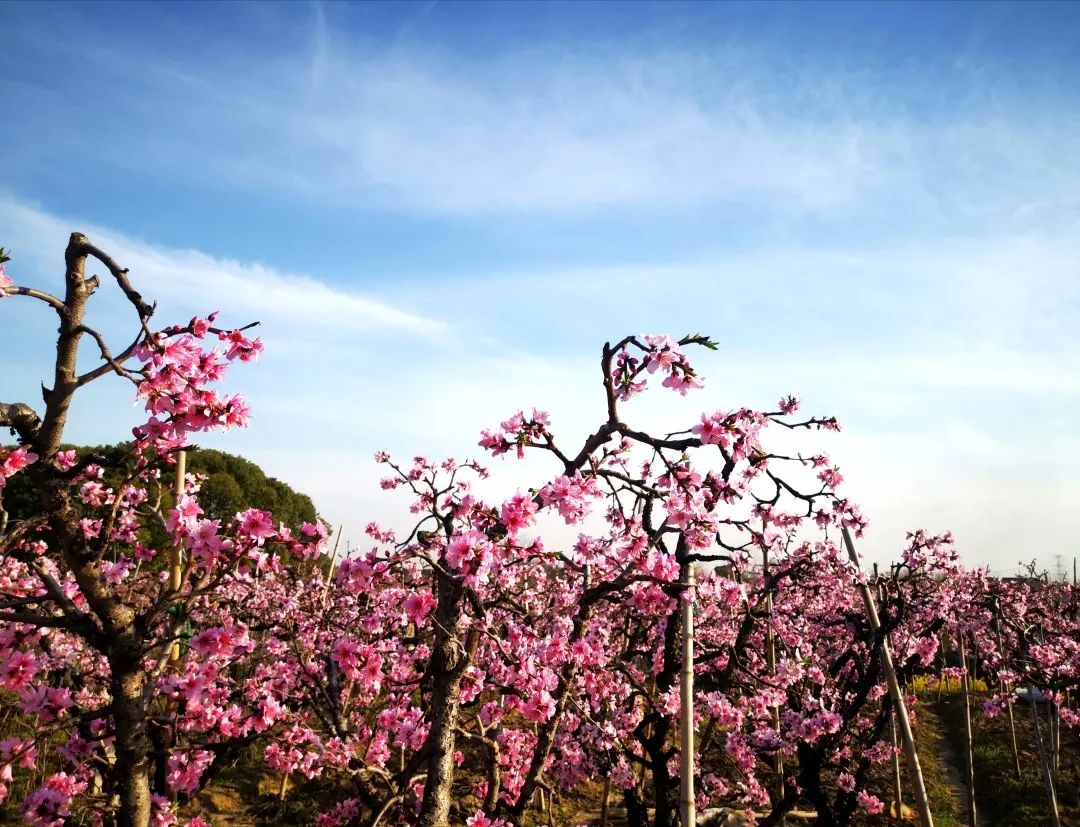 苏州赏花推荐景点有哪些,苏州赏花踏青攻略