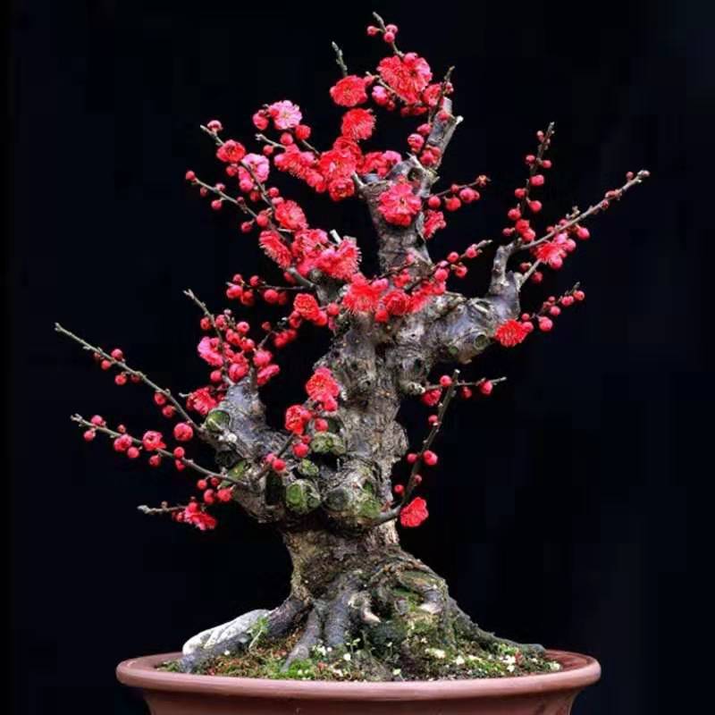 红梅盆景冬季需要施肥吗,红梅高档盆景