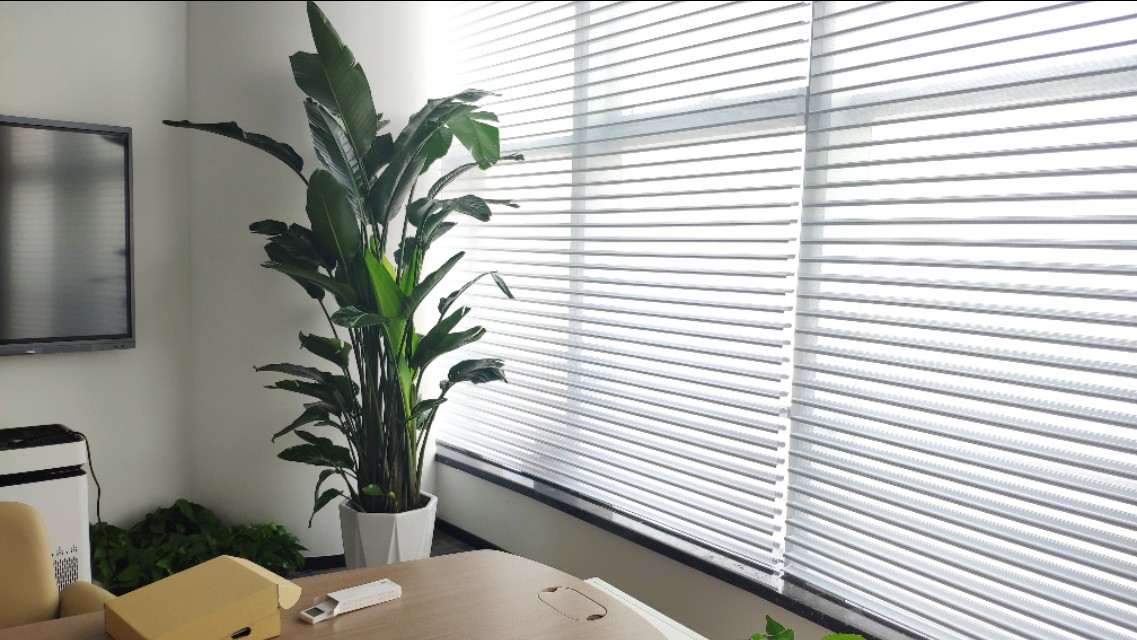 养的花老掉叶子，还越长越乱?老师傅的修剪方法，花越长越旺!