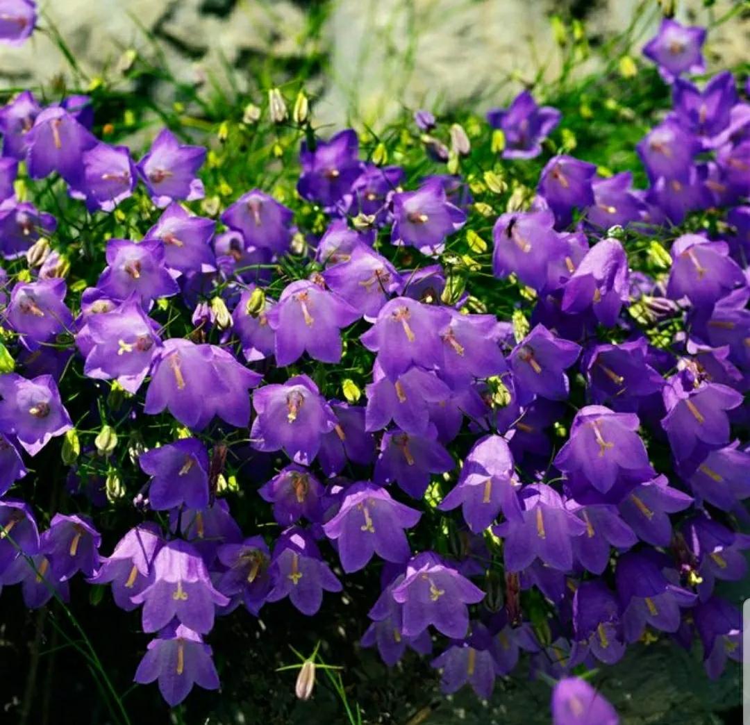 铃儿响叮当双音和弦五线谱,铃儿响叮当三级长笛