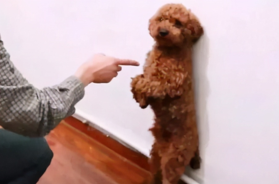 泰迪最怕的几种惩罚,对泰迪最有效的惩罚方法