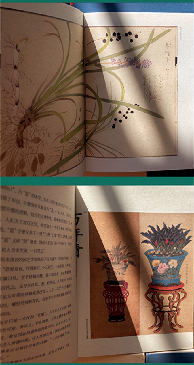 姜、黄连、丁香、玉簪、芍药、天门冬、紫花地丁……26种本草的前世今生