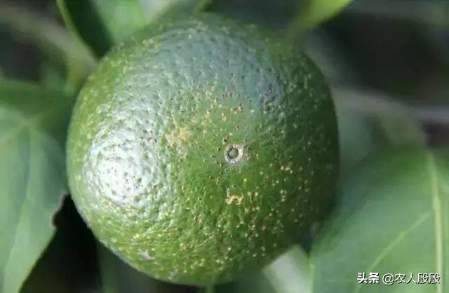 柑橘树脂病沙皮病特效药大全,柑橘树脂病是脂点黄斑病吗