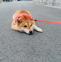 徐州市养犬管理条例,养宠人有必要定期打狂犬疫苗吗