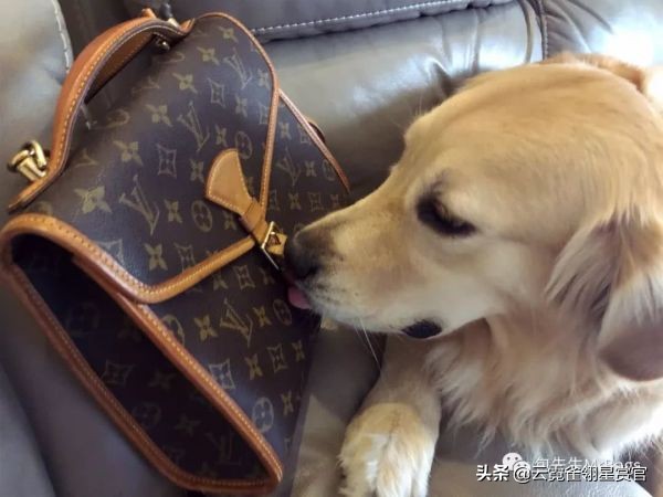 大家的包包和宠物，都太可爱了！
