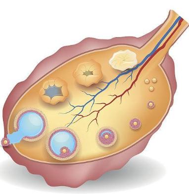 乘风破浪的姐姐比的是什么,乘风破浪的姐姐宁静为何很自信