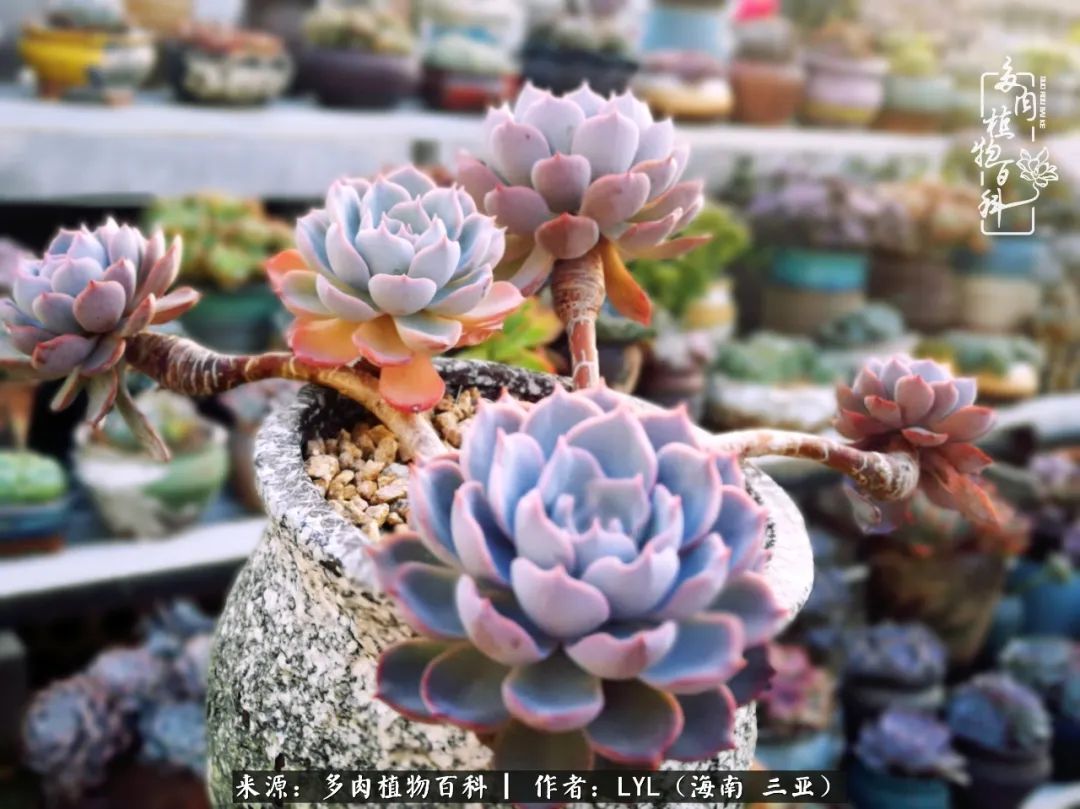 养多肉一年花了3万,养多肉一千多盆