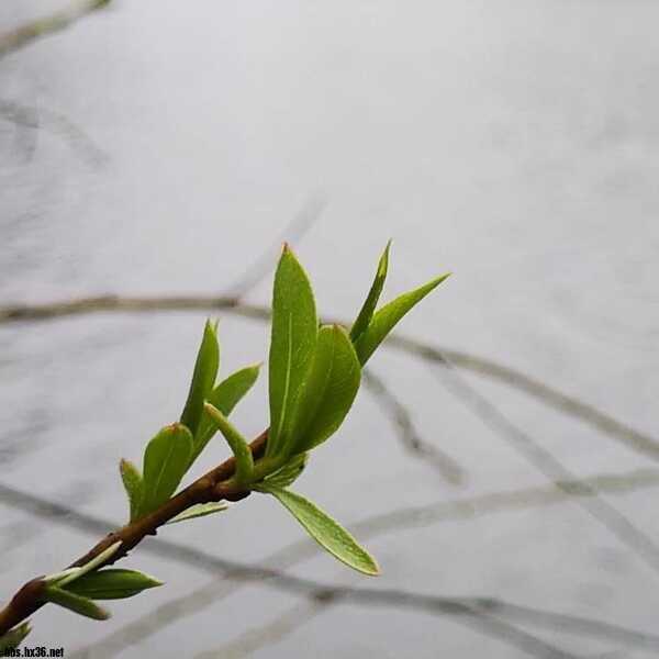 摩羊工坊测评,摩羊工坊怎么样