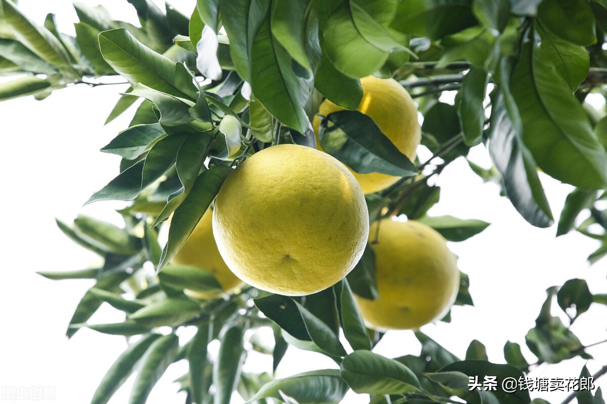 3种果树公认经济价值高,适合别墅种的果树有哪些