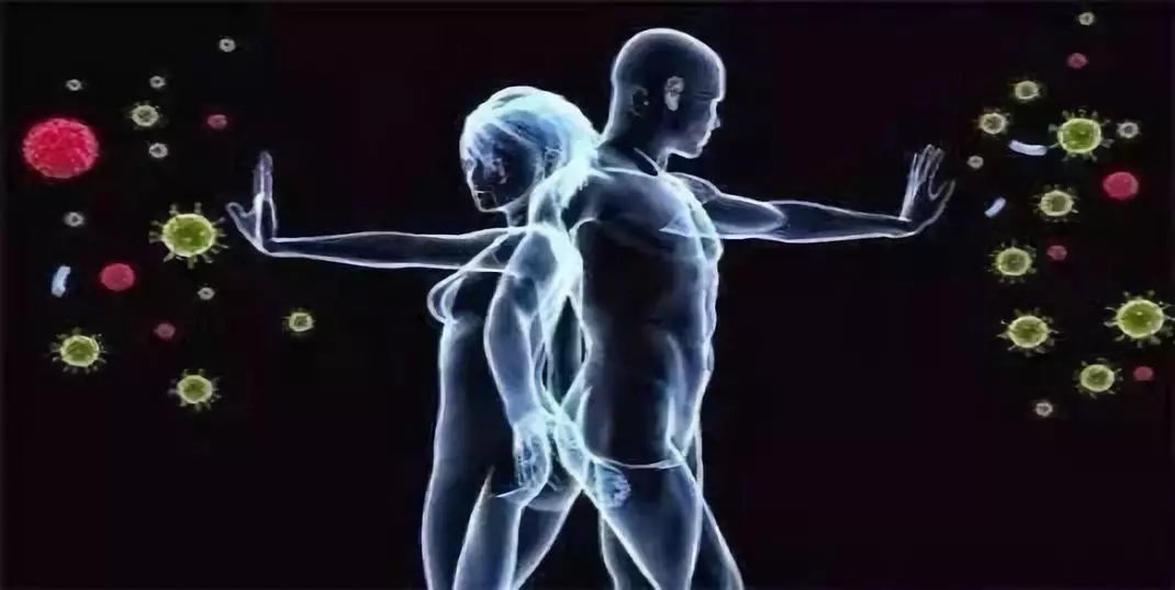 瑞士乳杆菌的健康促进作用