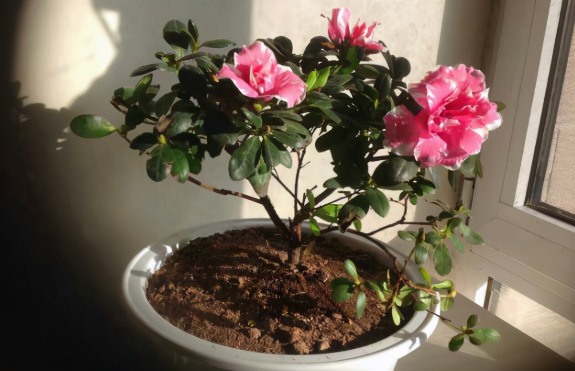 简单实用低成本自制养花肥料,用废物种菜种花