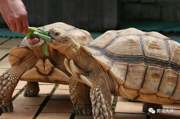 陆龟最好的养法怎么养,陆龟喂养方法与技巧
