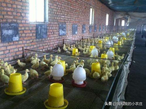 100天养鹅分享,我的100天记录