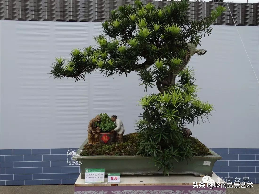 开运招财，非其莫属！清风雅韵，当之无愧！