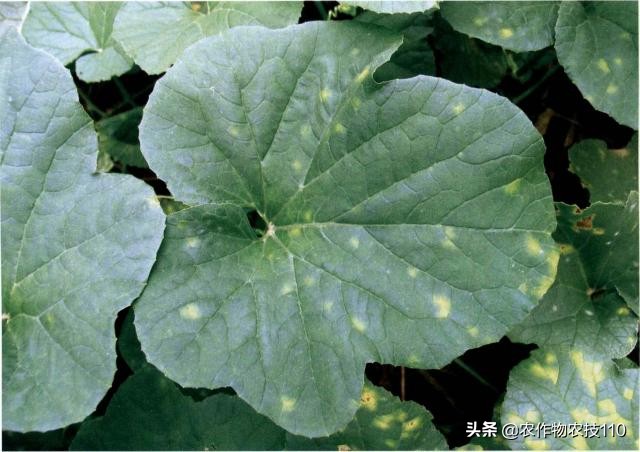 大棚甜瓜种植技术视频教程,大棚种植甜瓜利润怎么样