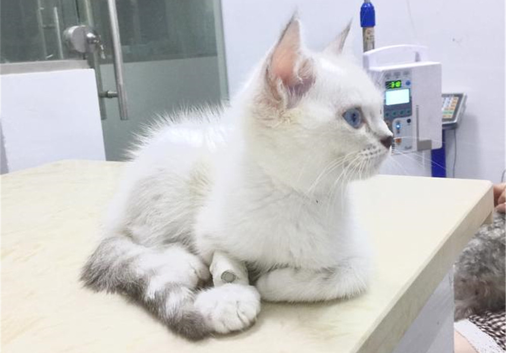 铲屎官用风油精对猫咪有什么影响,抽烟会不会导致猫咪得猫鼻支