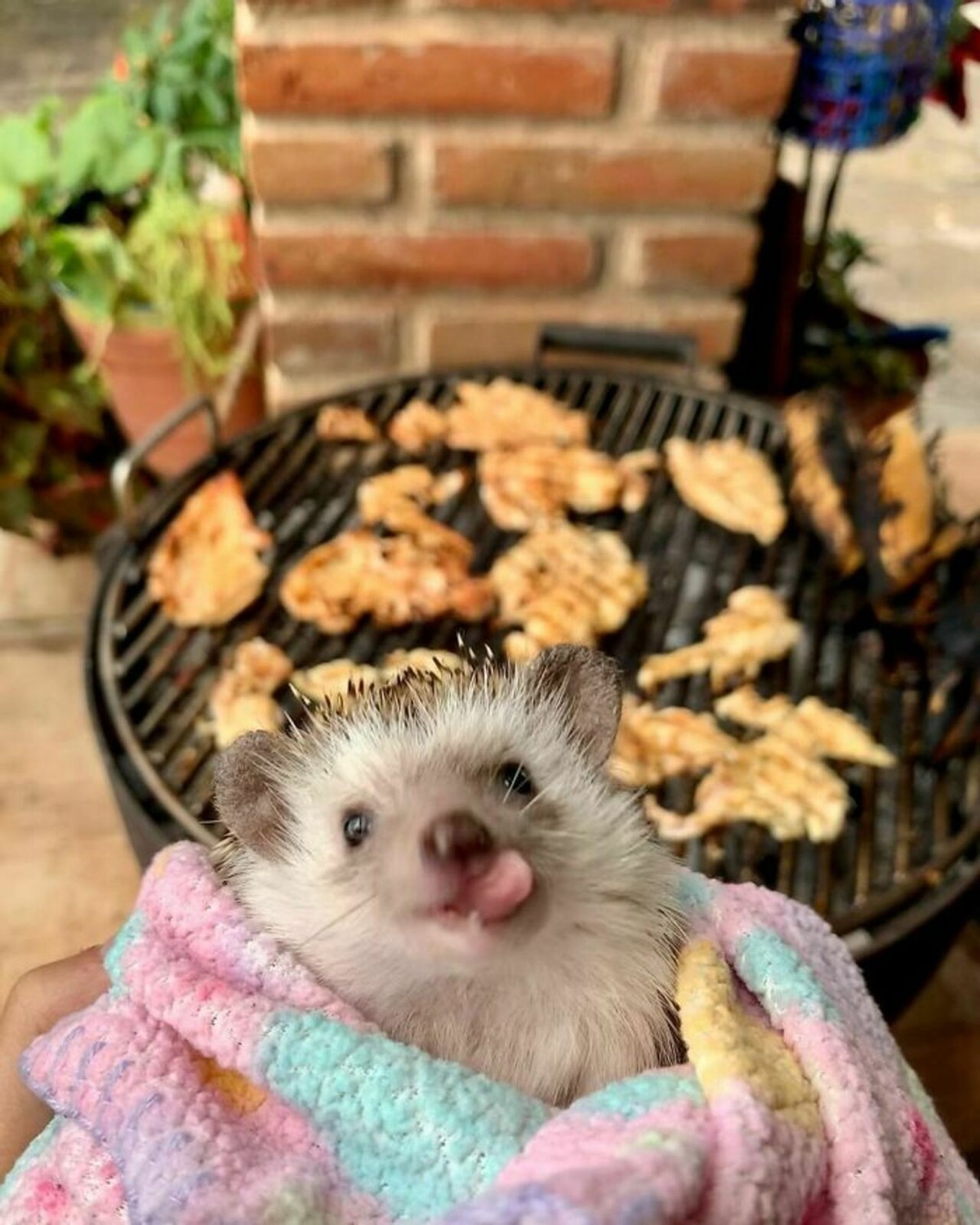 25张宠物刺猬生活的照片，从园艺到腹部按摩