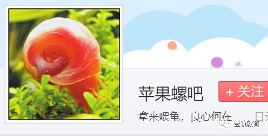 苹果螺怎么养着养着就只剩下壳了,苹果螺怎么保持颜色