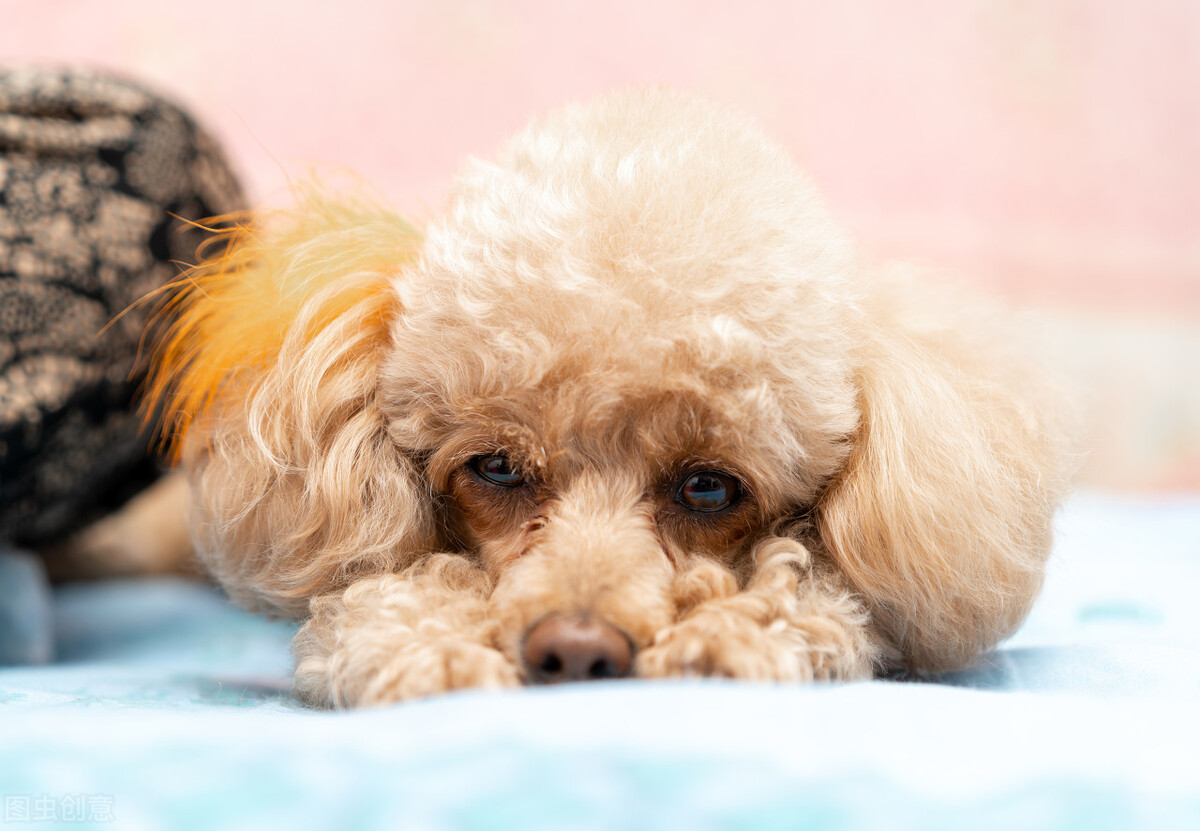 怎么挑选纯种泰迪,纯种泰迪如何挑选