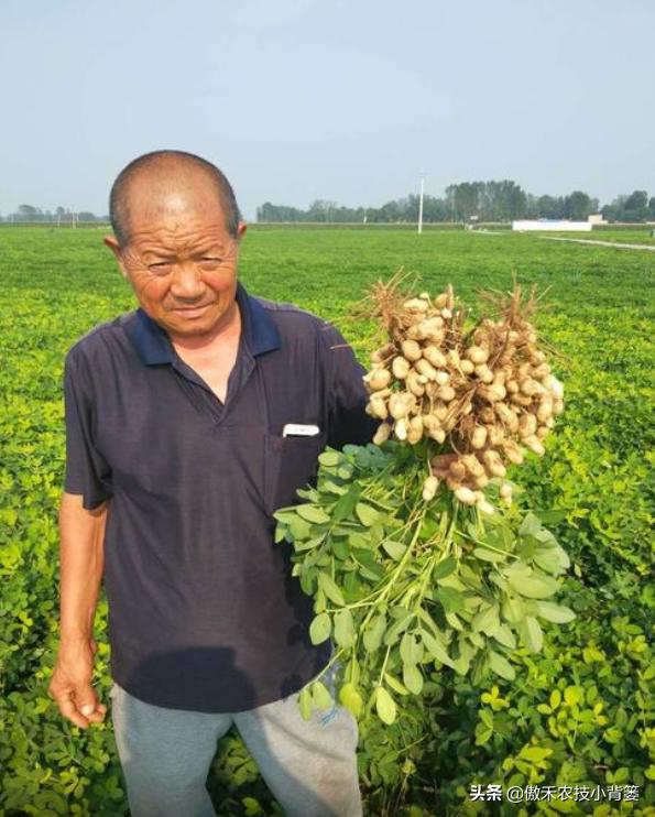 种花生高产施什么肥,作物开花了怎样施肥能多结果
