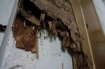 晚上开灯进来好多小飞虫怎么办,晚上开灯就引来很多飞虫是什么