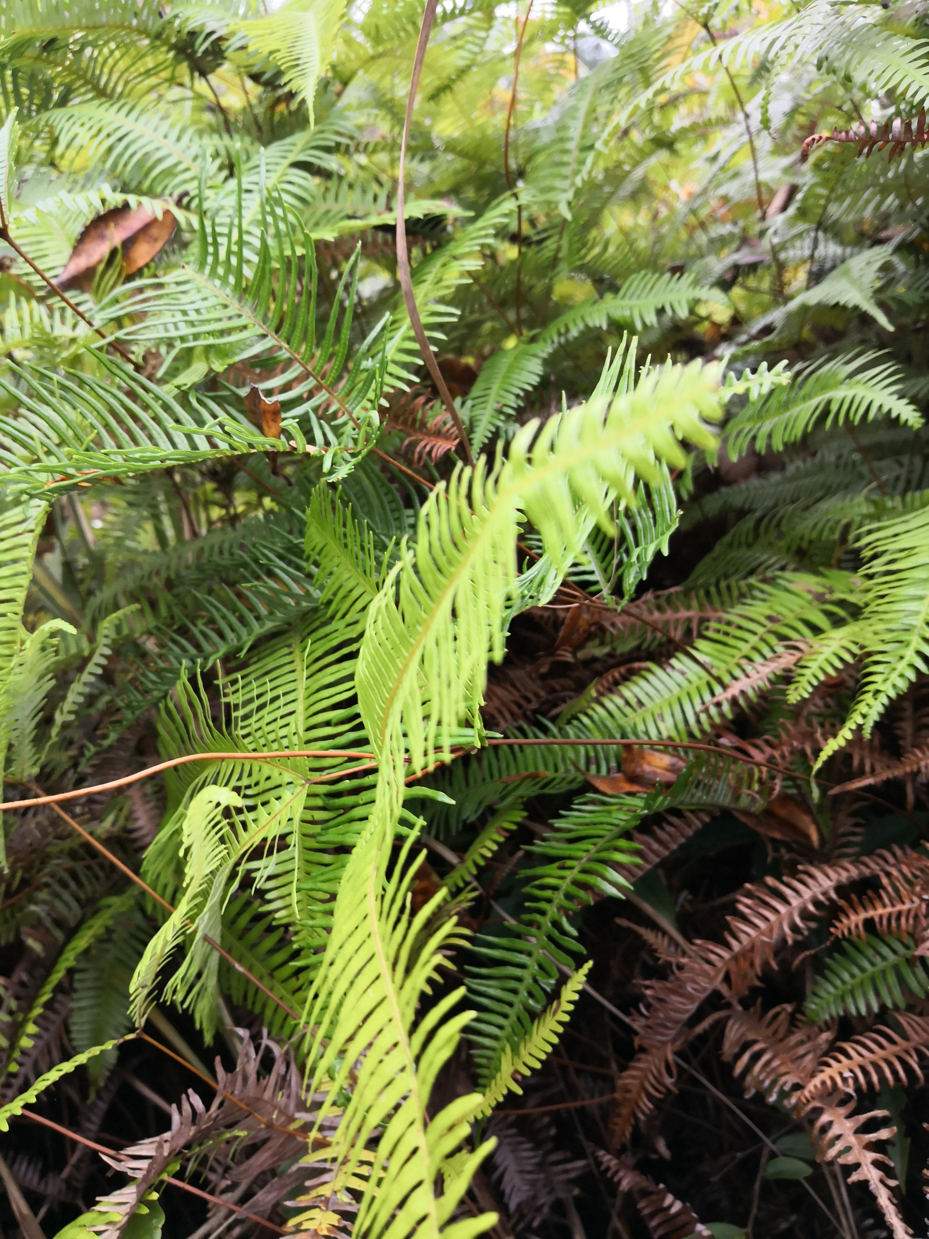 胡说东北话咋说,胡说新疆话怎么说