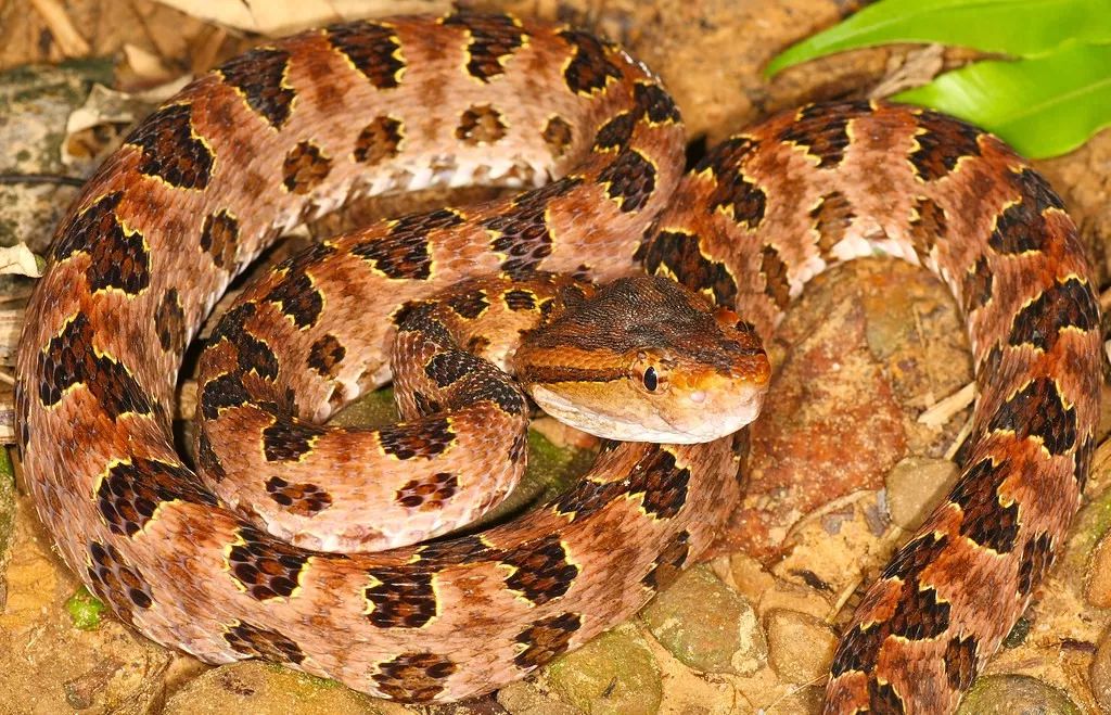 陆栖毒蛇毒性排行,毒蛇毒性分类