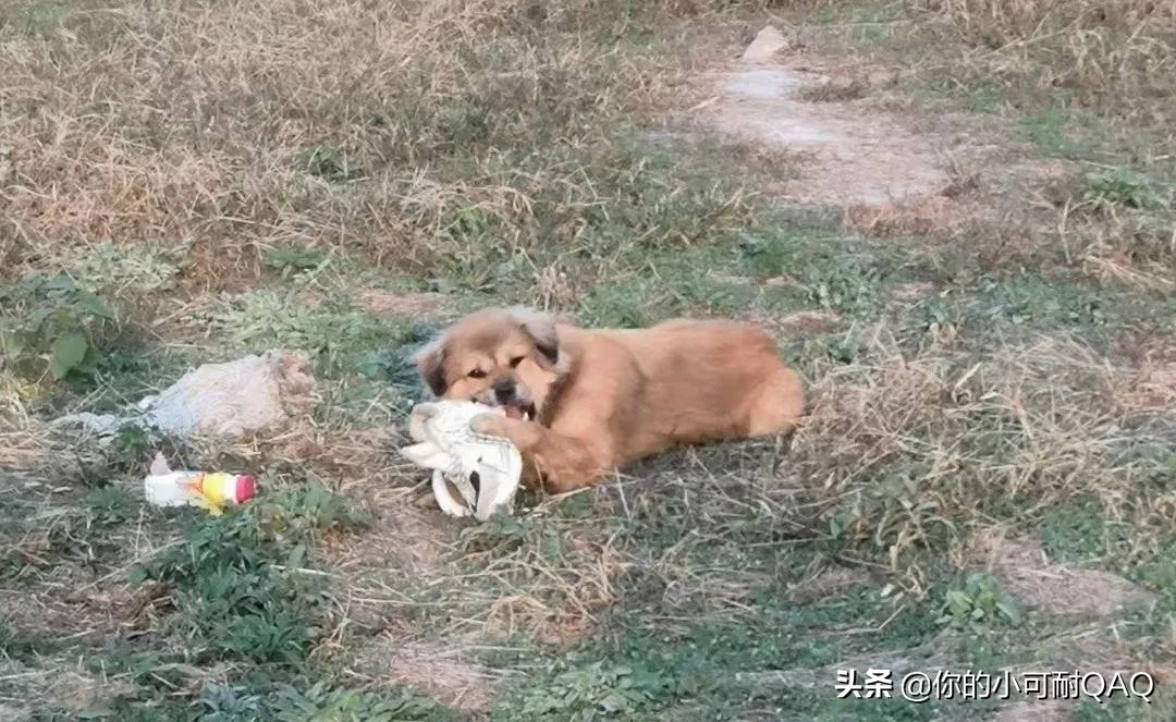 全网通缉照片上的狗,被全网通缉的狗