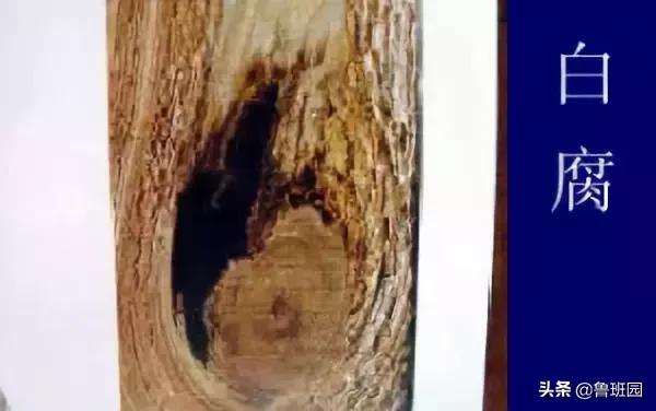 木材的主要缺陷,木材缺陷有哪些