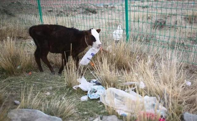 牛病治疗大全书籍,牛病治疗大全视频