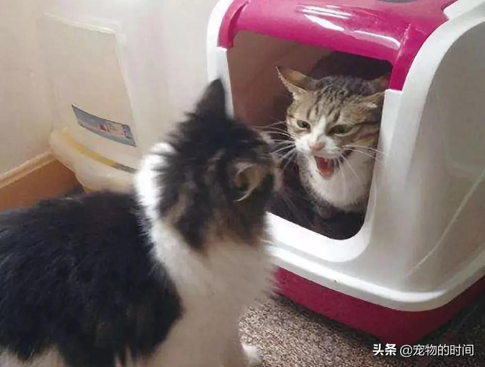 为什么猫咪不埋屎不埋尿,为什么猫咪不埋尿和屎